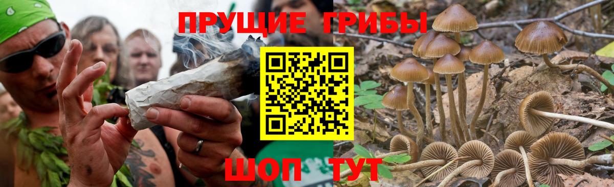 Псилоцибиновые грибы GOLDEN TEACHER Зеленокумск